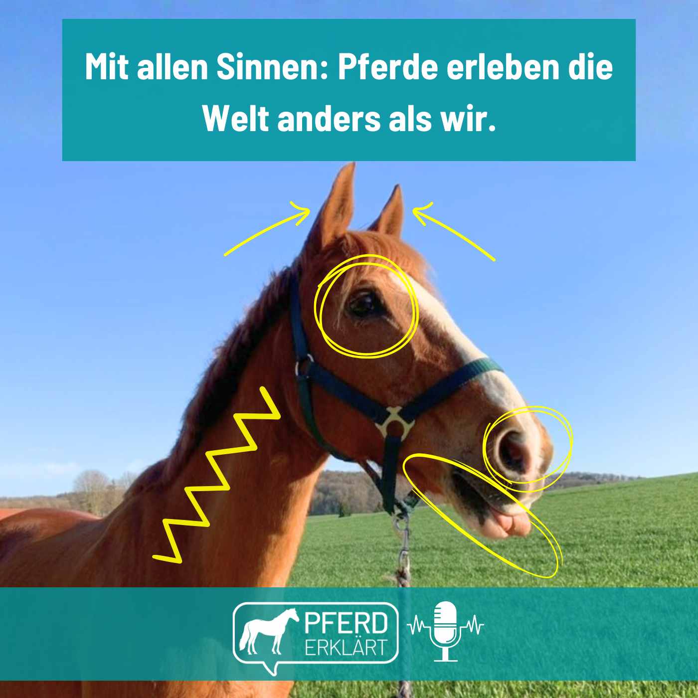 Mit allen Sinnen: Pferde erleben die Welt anders als wir.