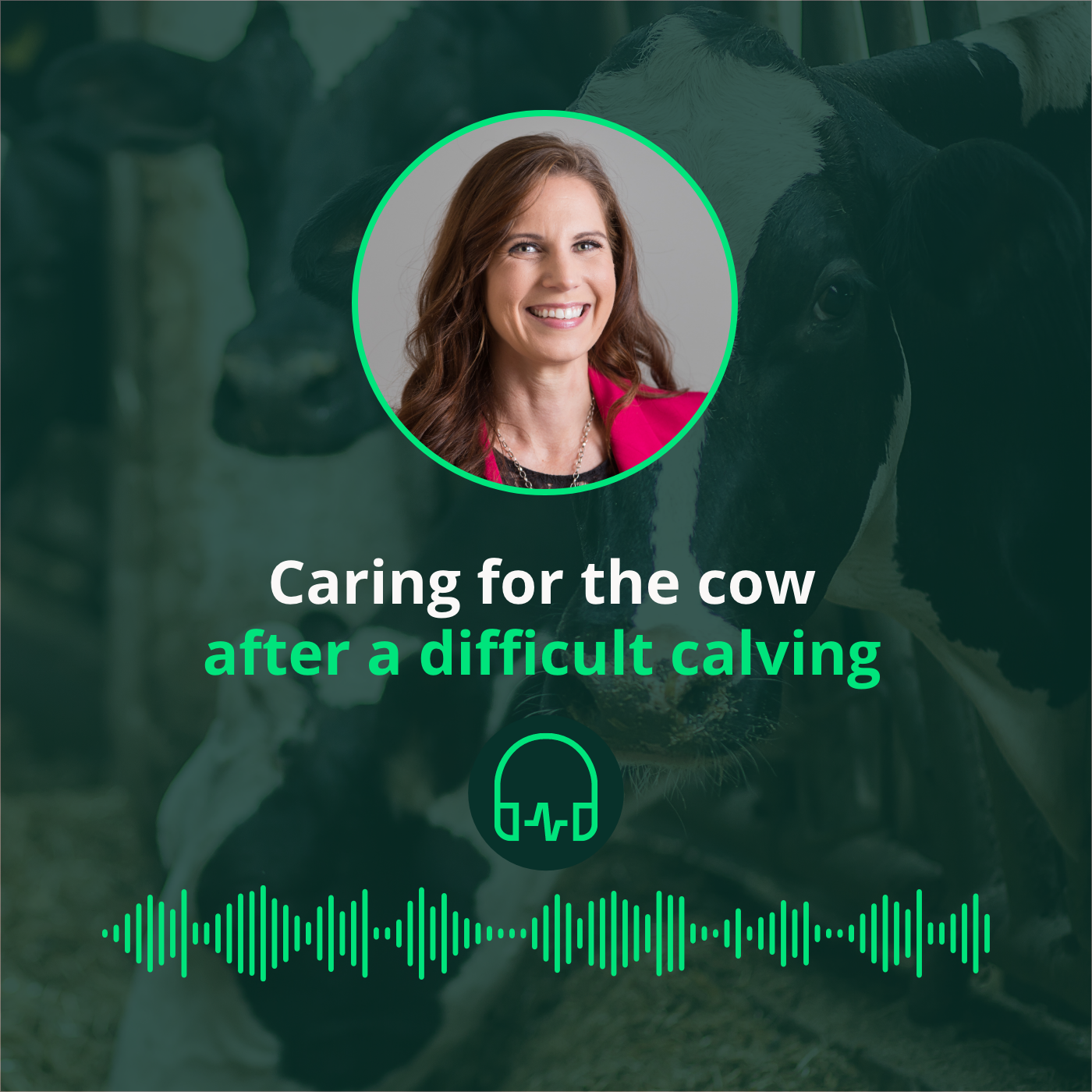 Caring for the cow after a difficult calving || Soins de la vache après un vêlage difficile