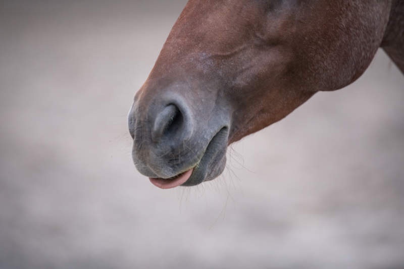 Mythen der Reiterwelt und was wirklich dran ist