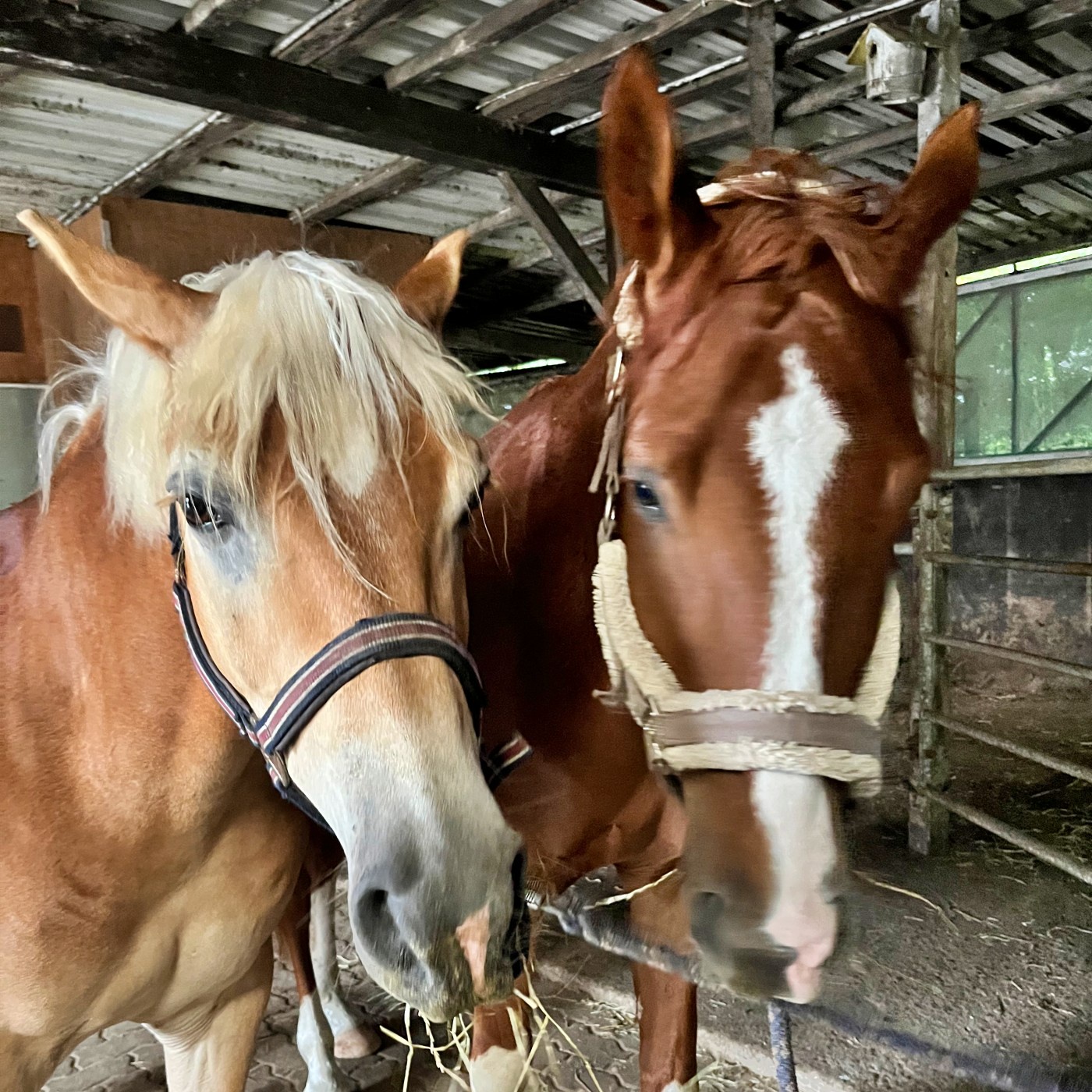 #452 Reiten am Strand: Jennys großer Pferdetraum