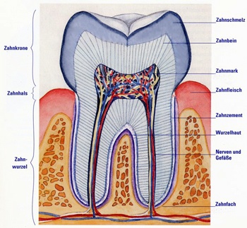 51_Auf den Zahn fühlen