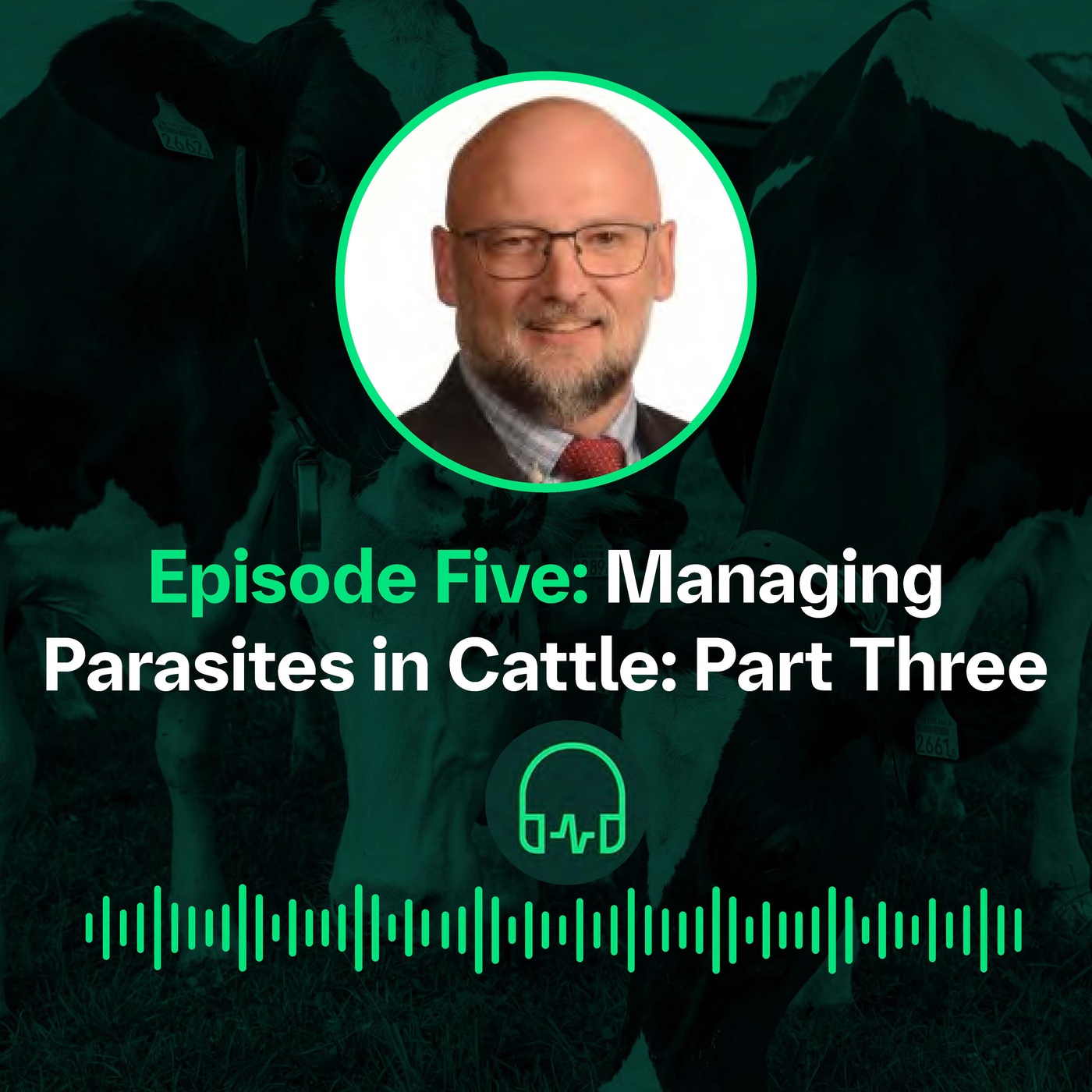 Managing Parasites in Cattle - P3 || Prise en charge des parasites chez les bovins - P3