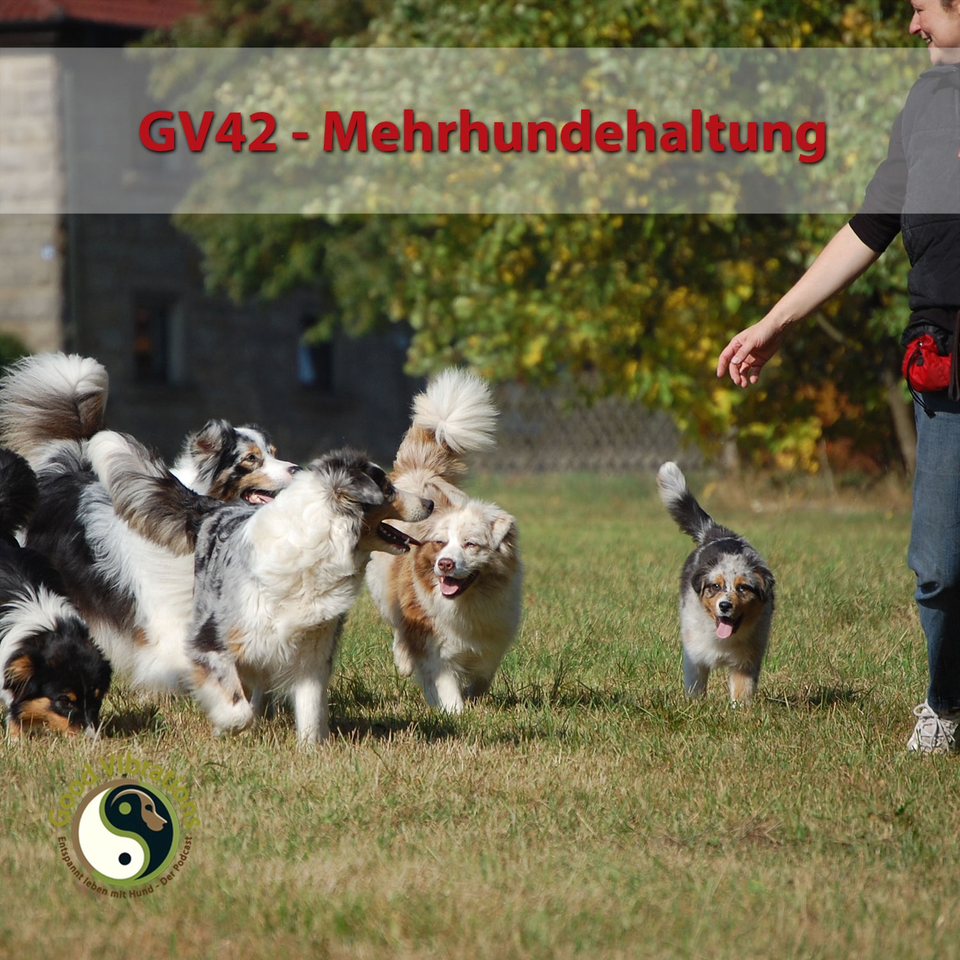 GV 42_Mehrhundehaltung