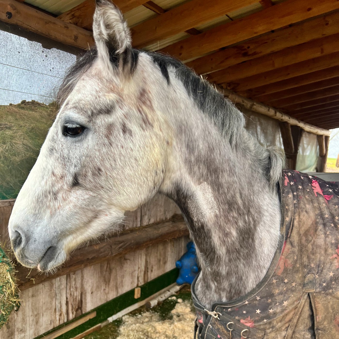 #435 Die Frau, die Amiras Trümmerbruch operierte