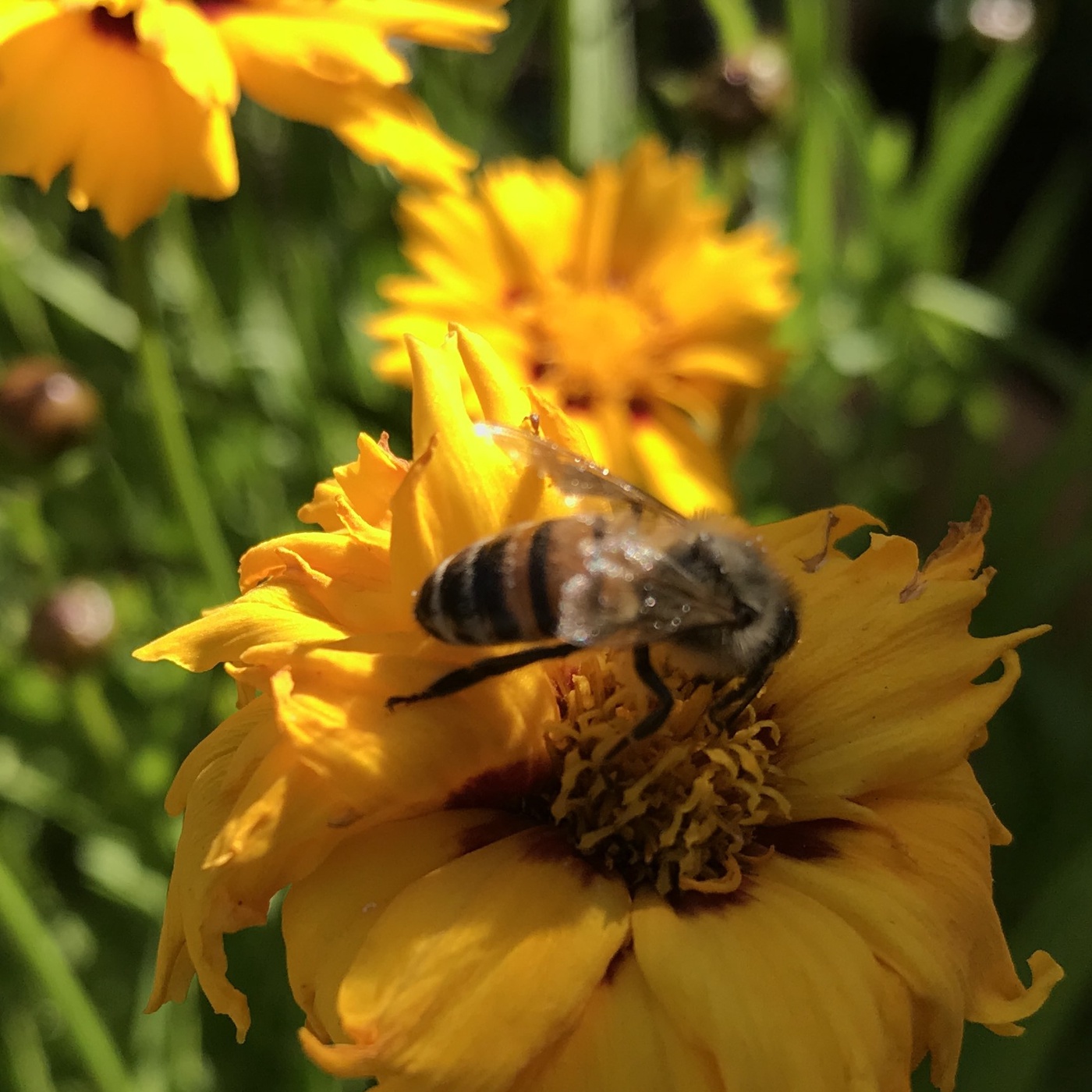 Wie machen Bienen eigentlich Honig?