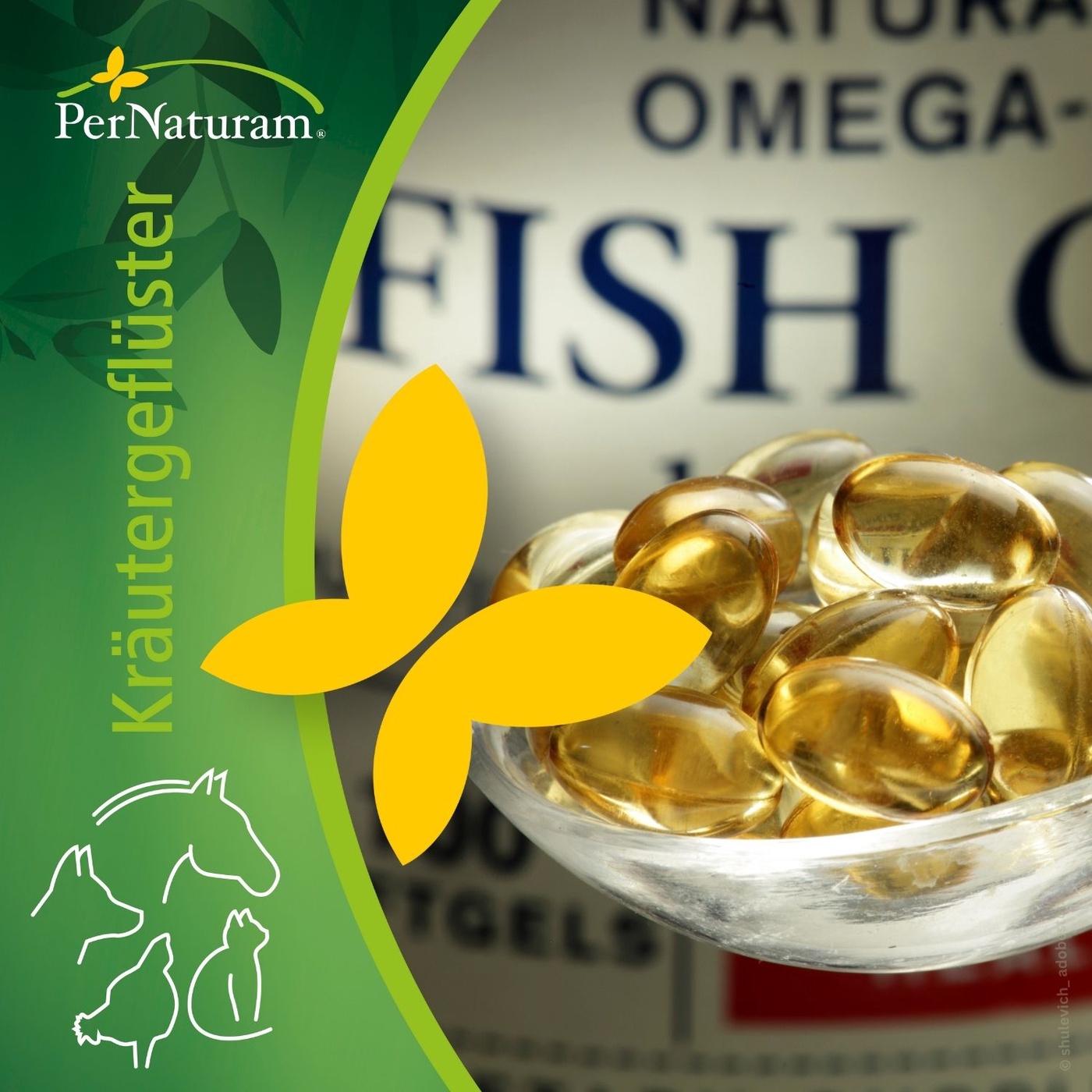 Fette und Öle in der Hundefütterung, was und wofür