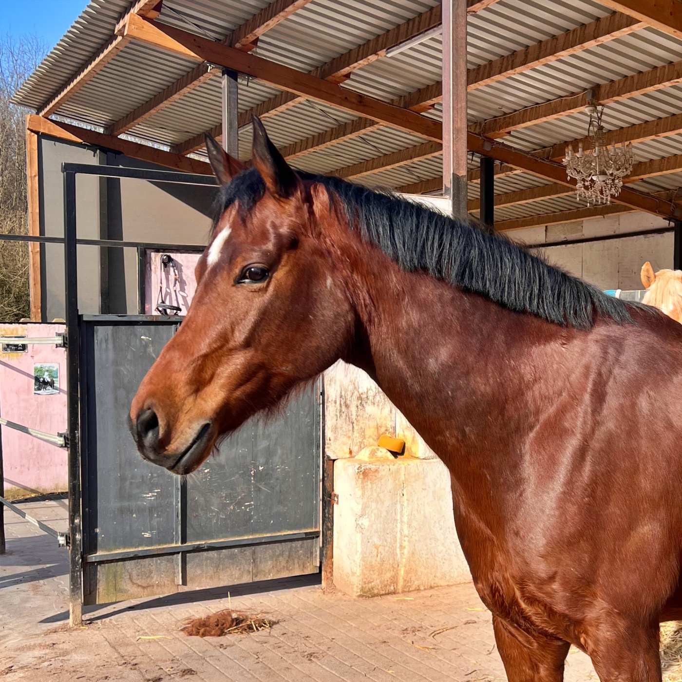 #427 Wenn Tieräzrte Hilfe brauchen: Die Vethilfe im Portrait #Podcasthon