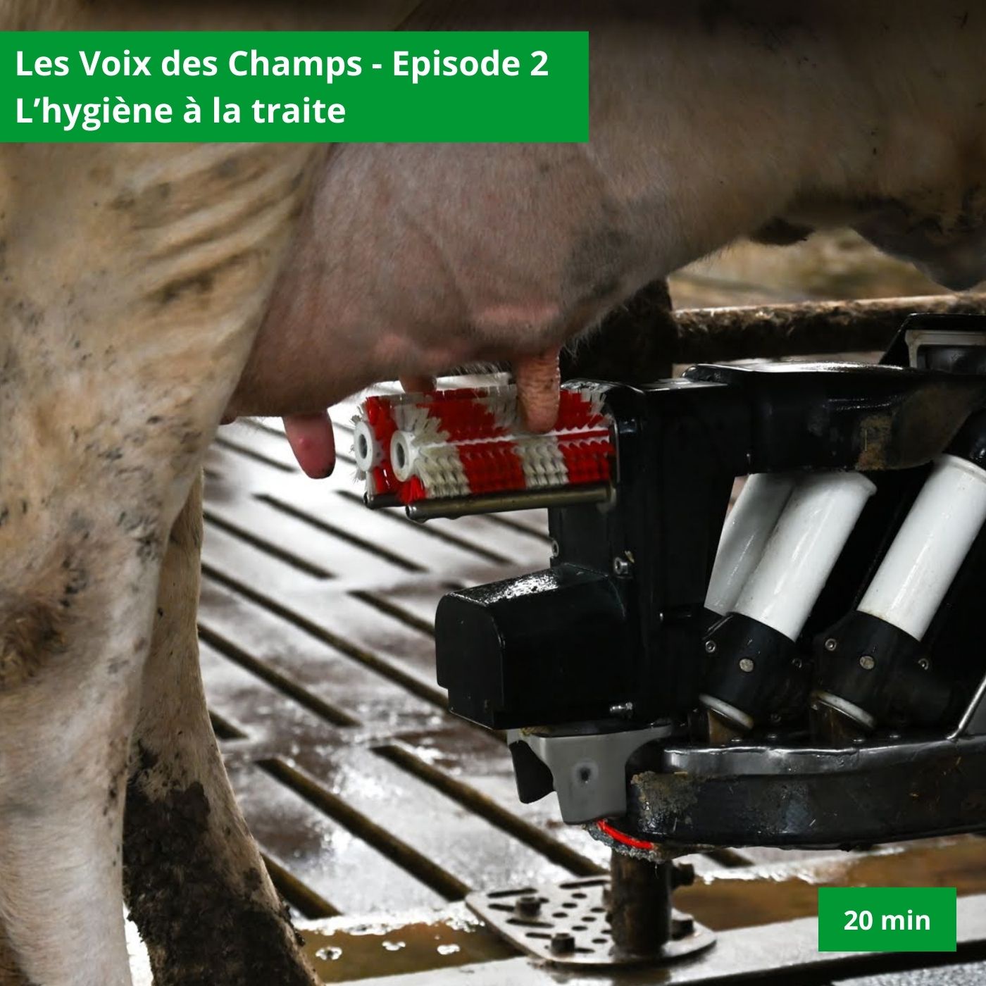 Les voix des Champs - épisode 3 : l’hygiène à la traite (20 min)