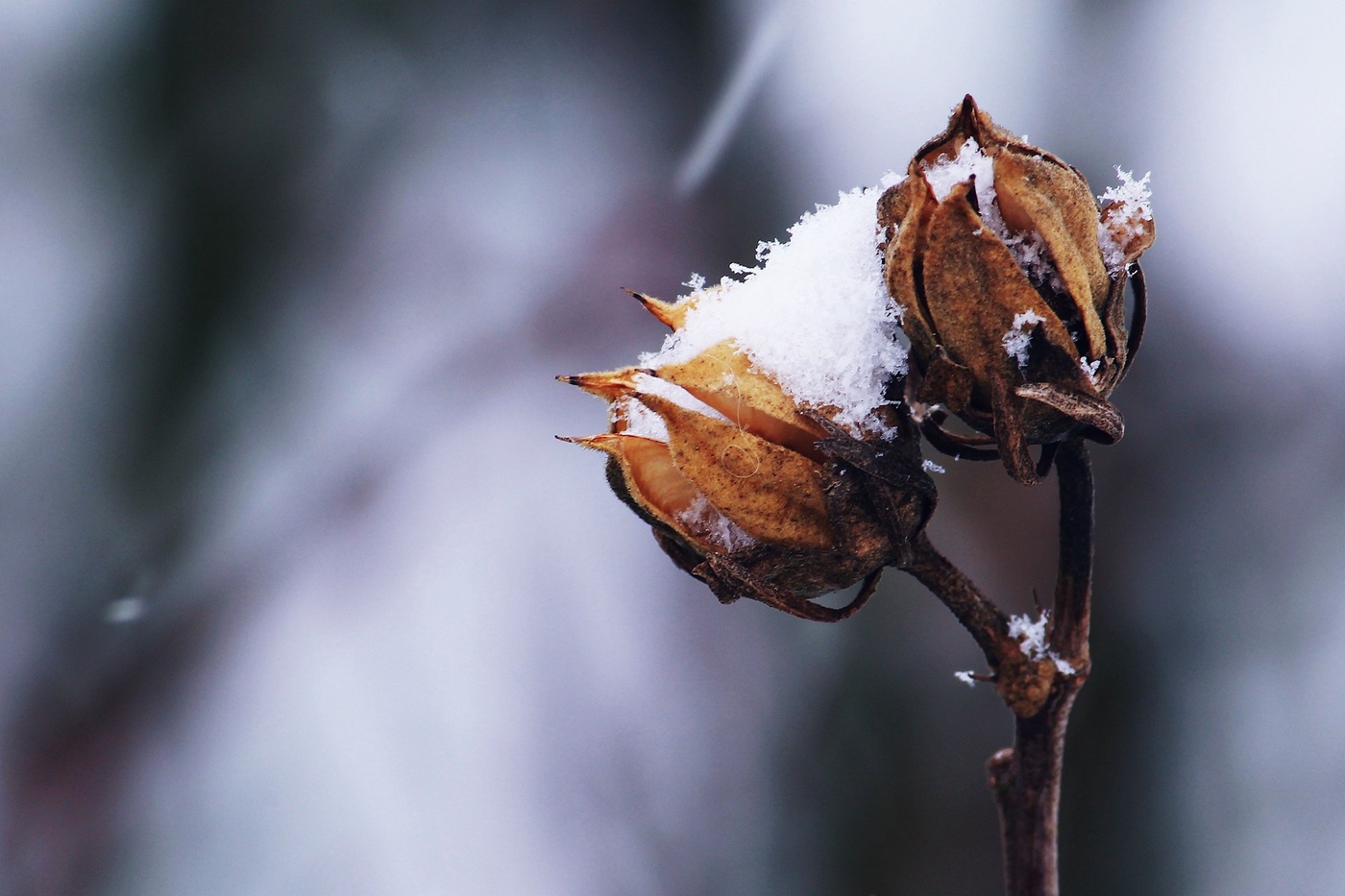 AUSGABE 18 - Der Garten im Winter