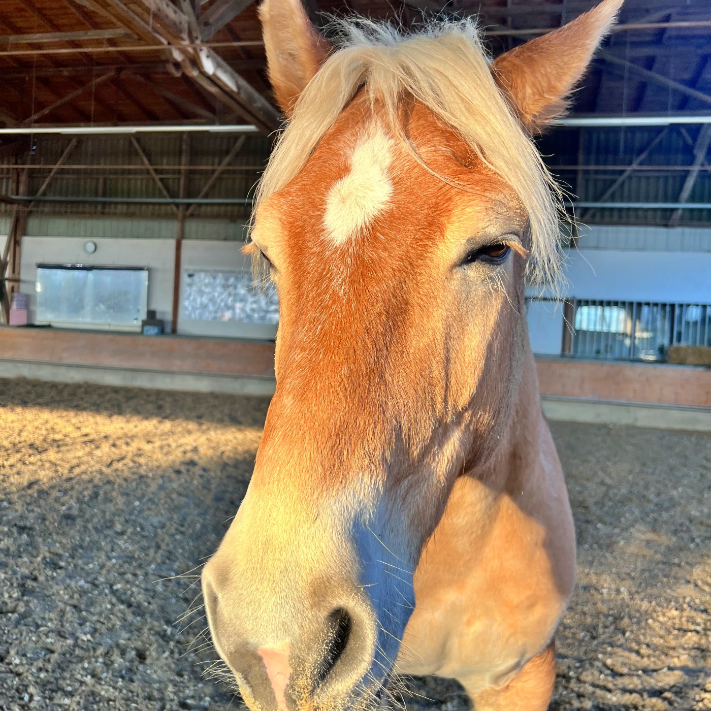 #415 Besseres Pferd, besseres Reiten?