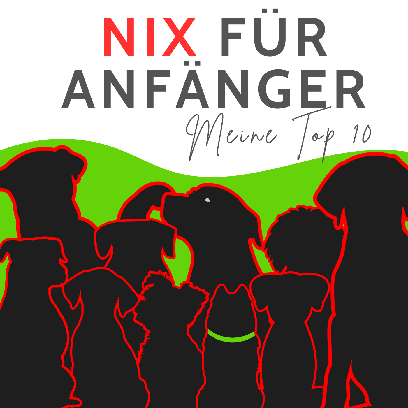 Keine Anfängerhunde: Diese 10 Rassen brauchen Profis