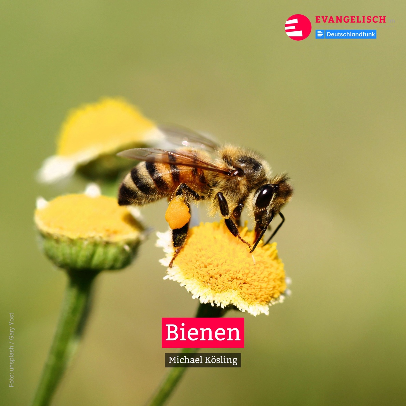 Bienen