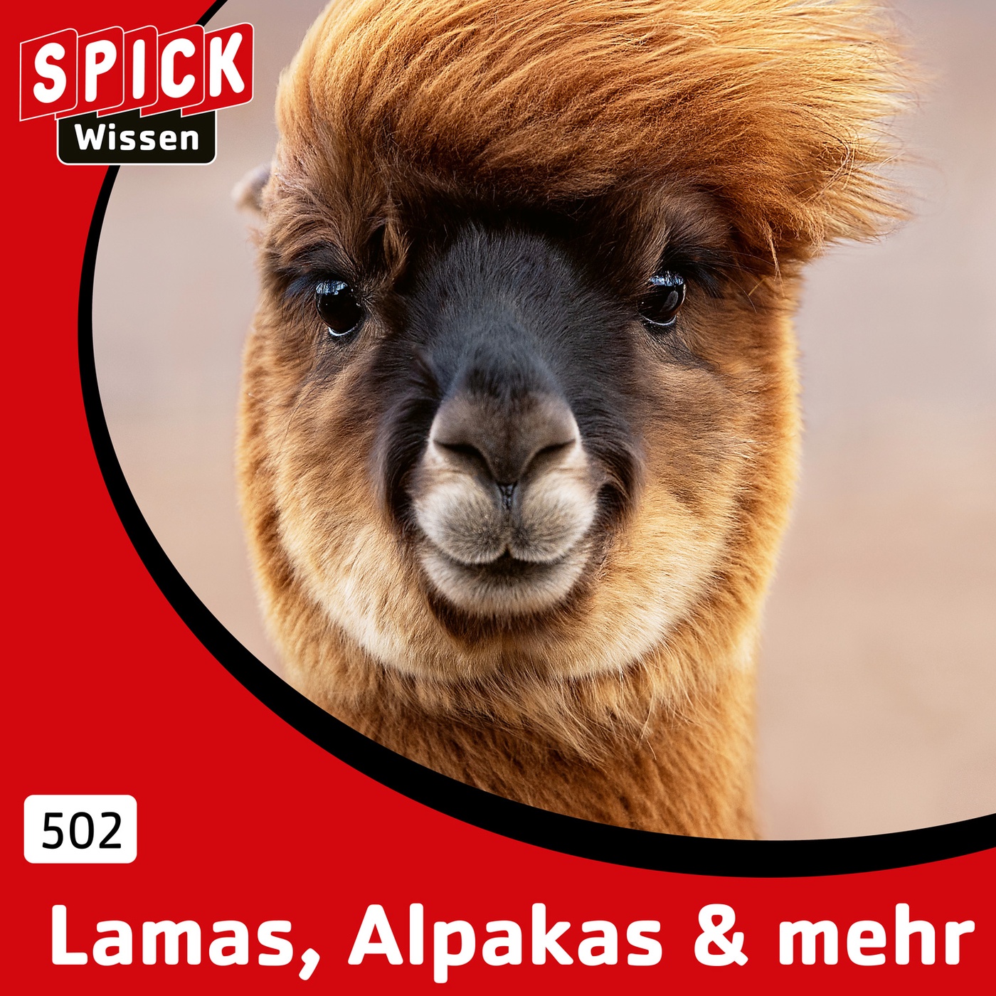 Alpakas in der Schweiz & mehr