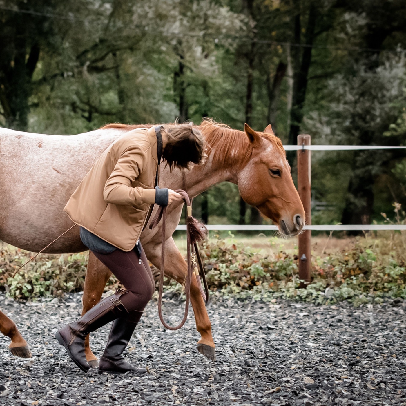 Wie du dein Pferd richtig aufwärmst