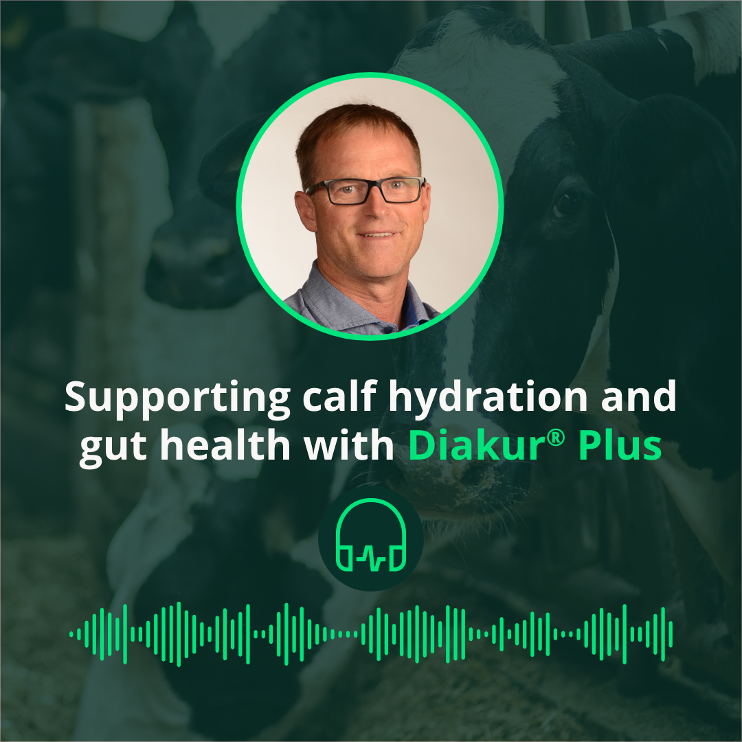 Supporting calf hydration and gut health with Diakur® Plus 