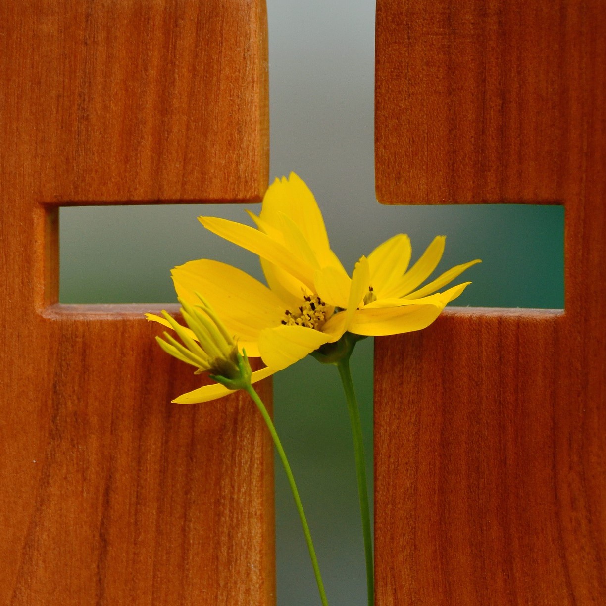 Mit Christus verbunden sterben und leben