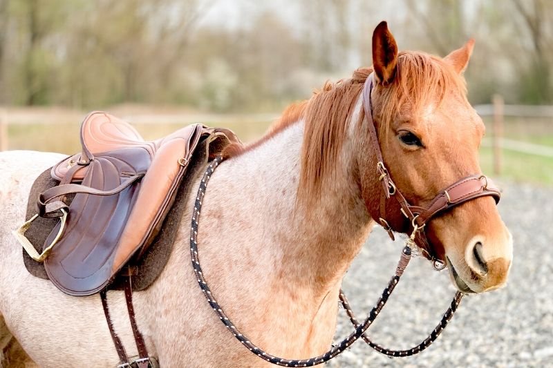Wie du erfolgreich mit deinem Pferd trainieren kannst