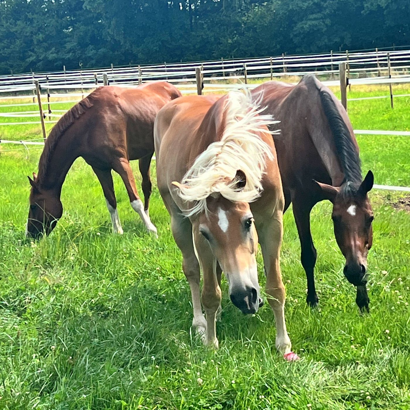 #438 Koppelsaison eröffnet: Immer sachte beim Anweiden
