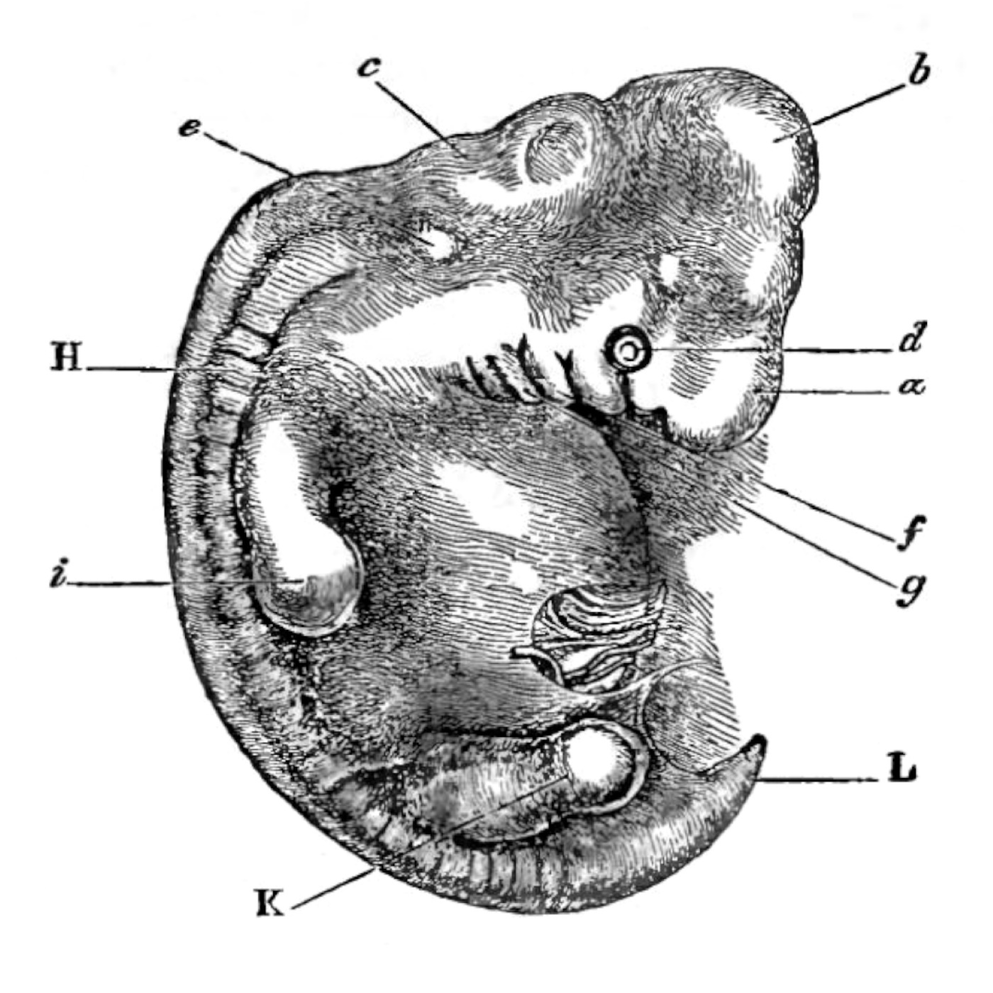 Y-048: Charles Darwin, The Descent of Man (1871/74)