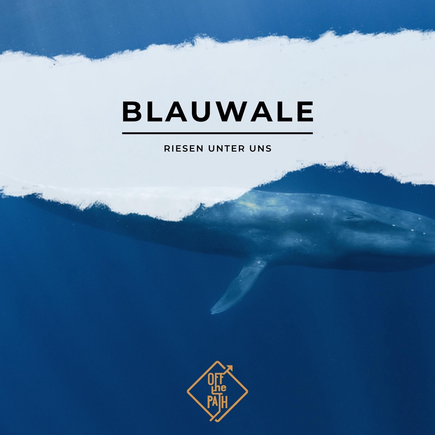 Riesen unter uns: Die faszinierende Welt der Blauwale