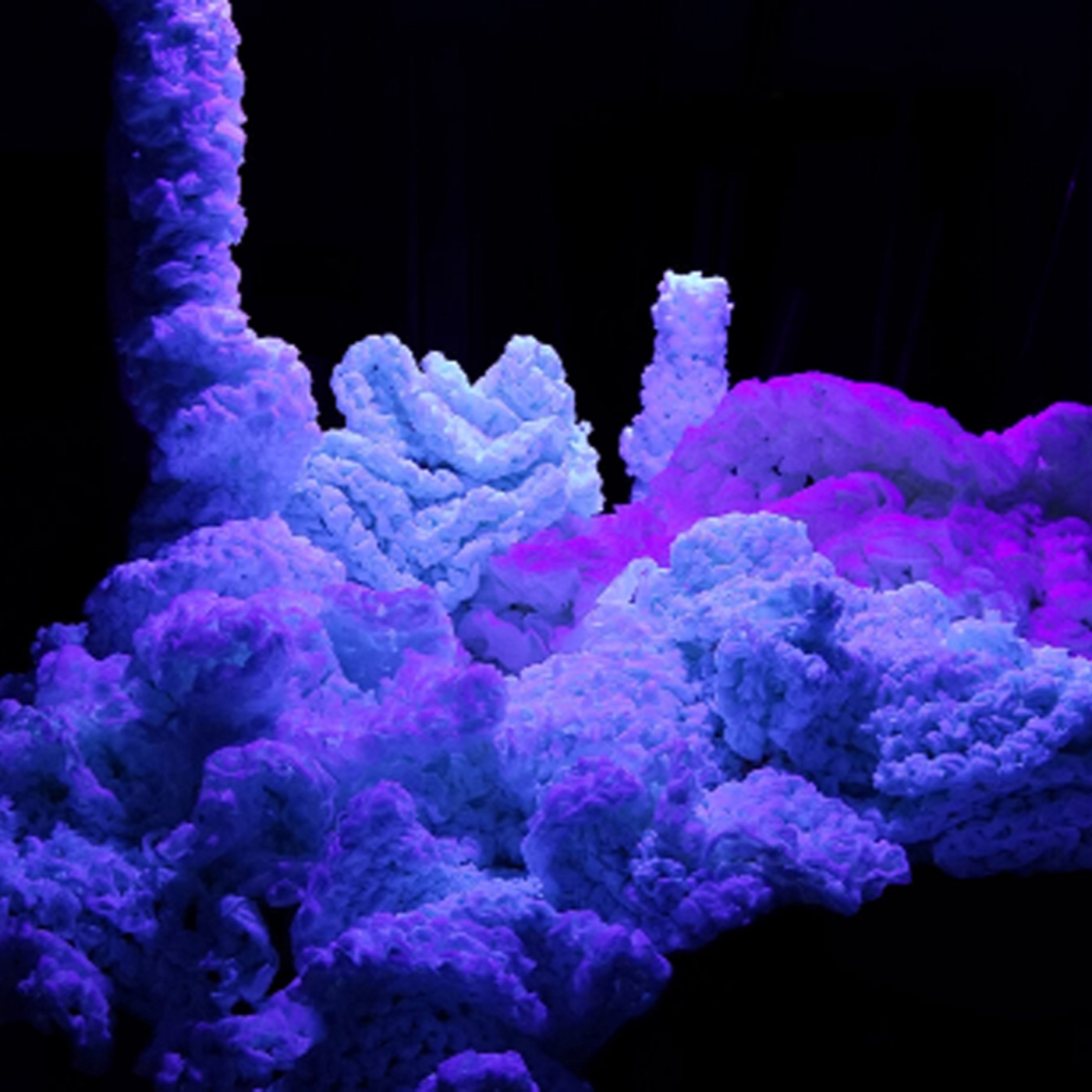 Zukunftskulturjournal: Imagine Coral Reef
