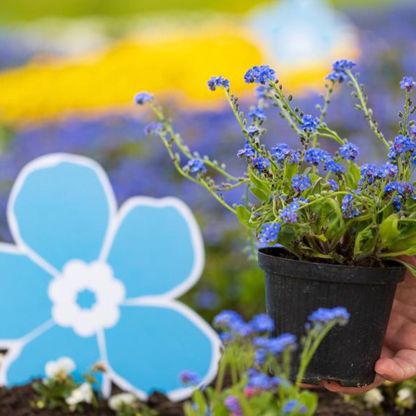 Eine Vorstellung Initiative Vergissmeinnicht