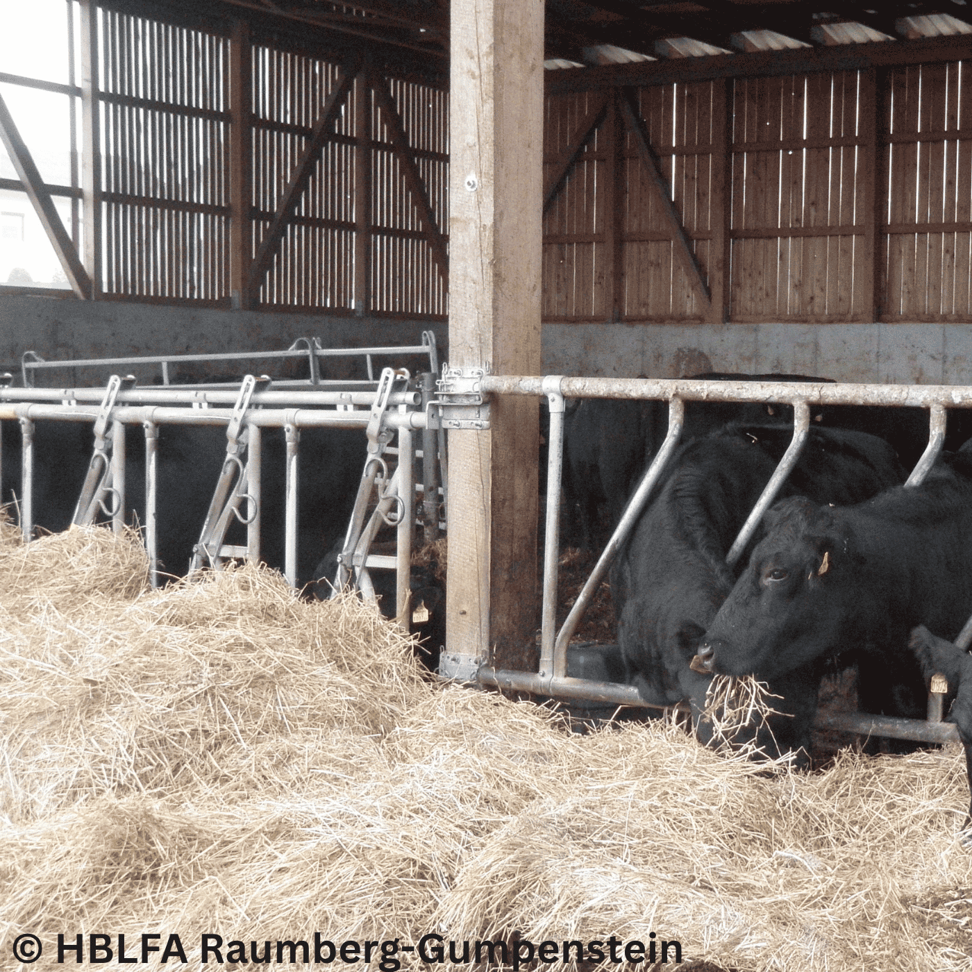 Optimale Fütterung von Mutterkühen – Fehler vermeiden, Fruchtbarkeit sichern | Johann Häusler #190