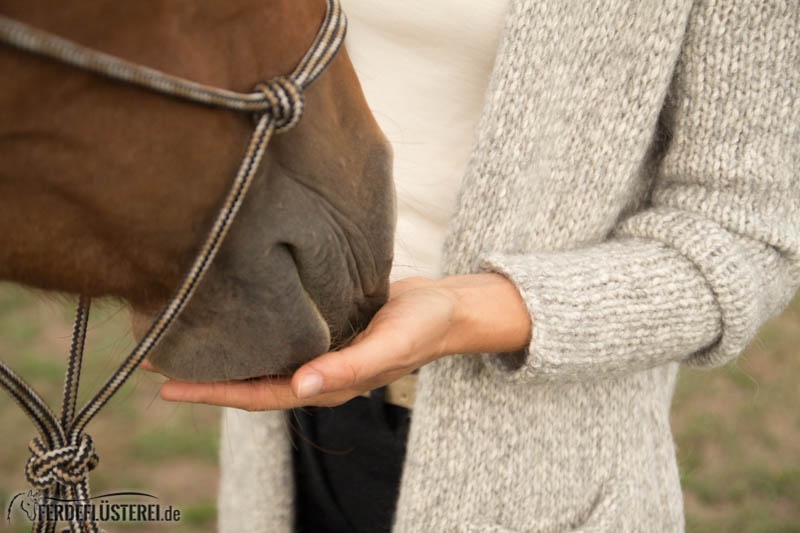 Jedes Pferd kann mit Leckerli trainiert werden