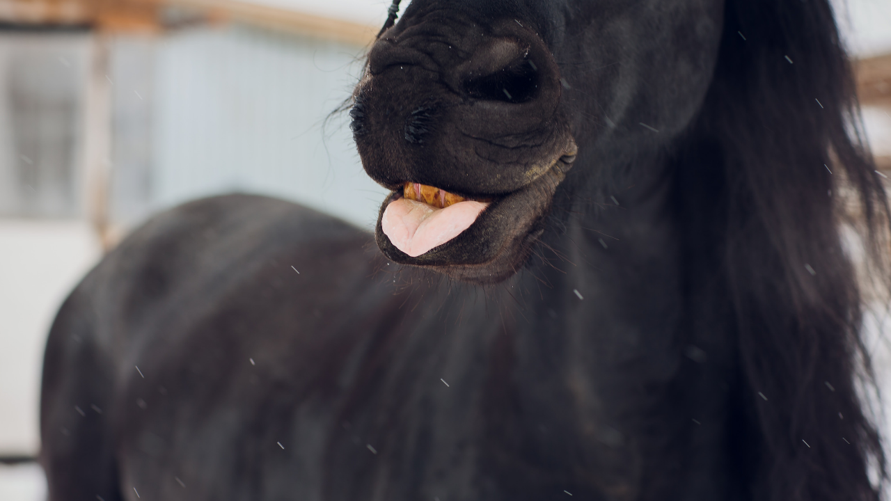 Pferde: Wieviel NEIN darf sein?