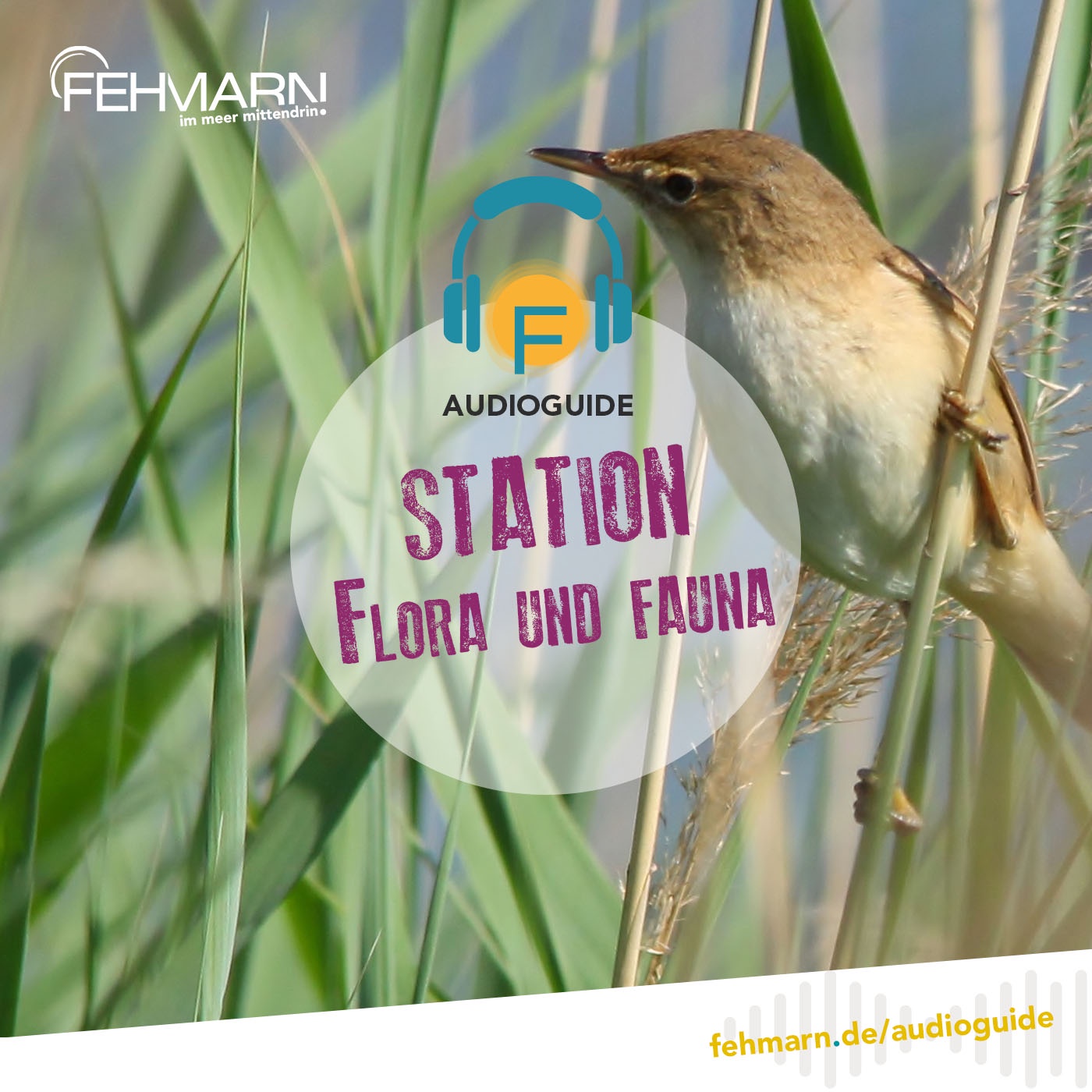 Flora und Fauna - Audioguide Fehmarn