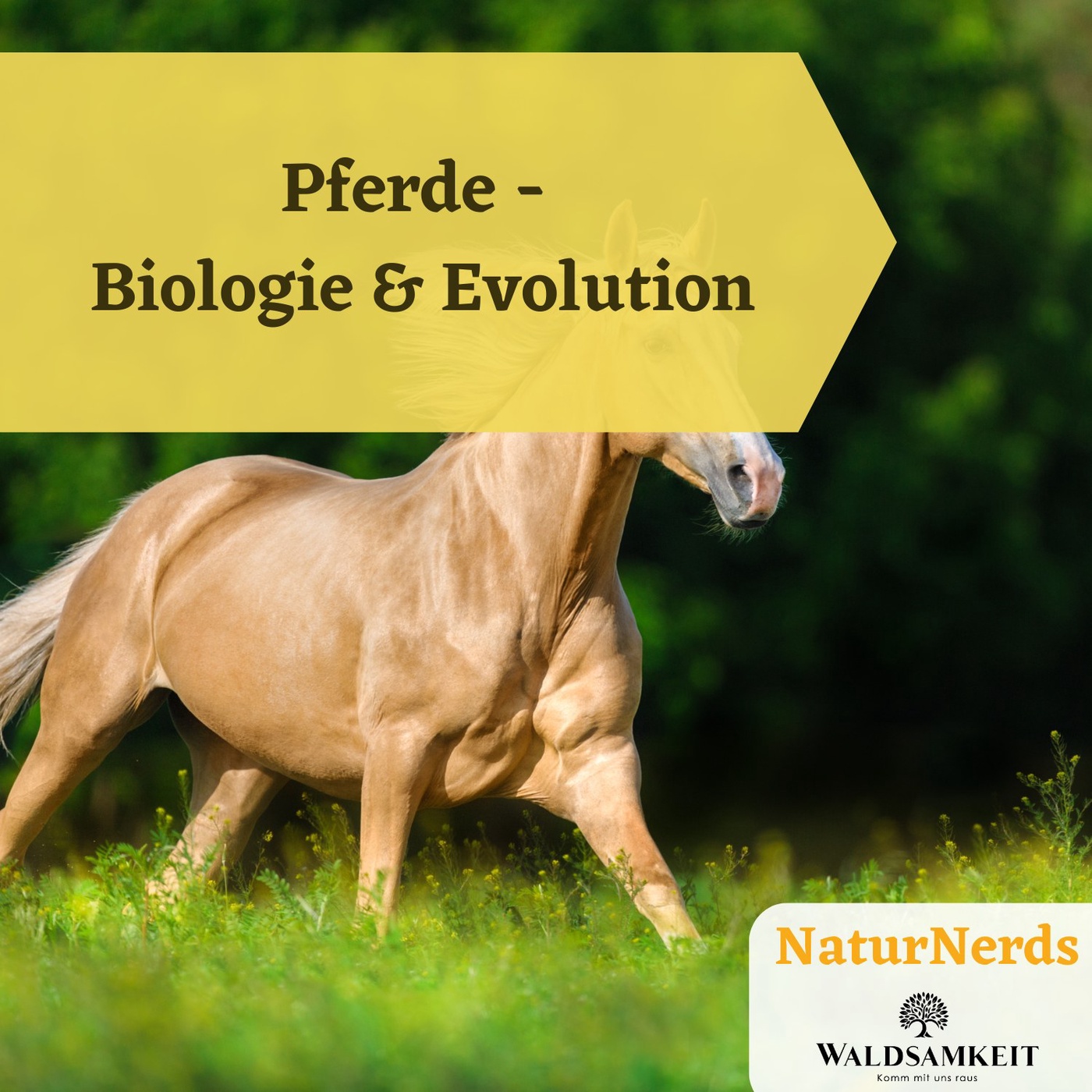 Biologie und Evolution der Pferde