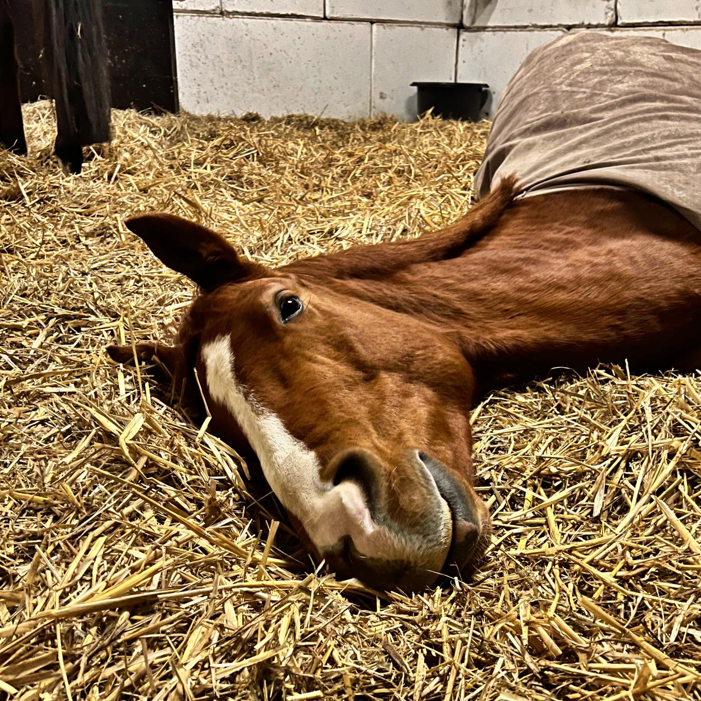#403 Herdenträume: Wie viel Schlaf braucht ein junges Pferd?