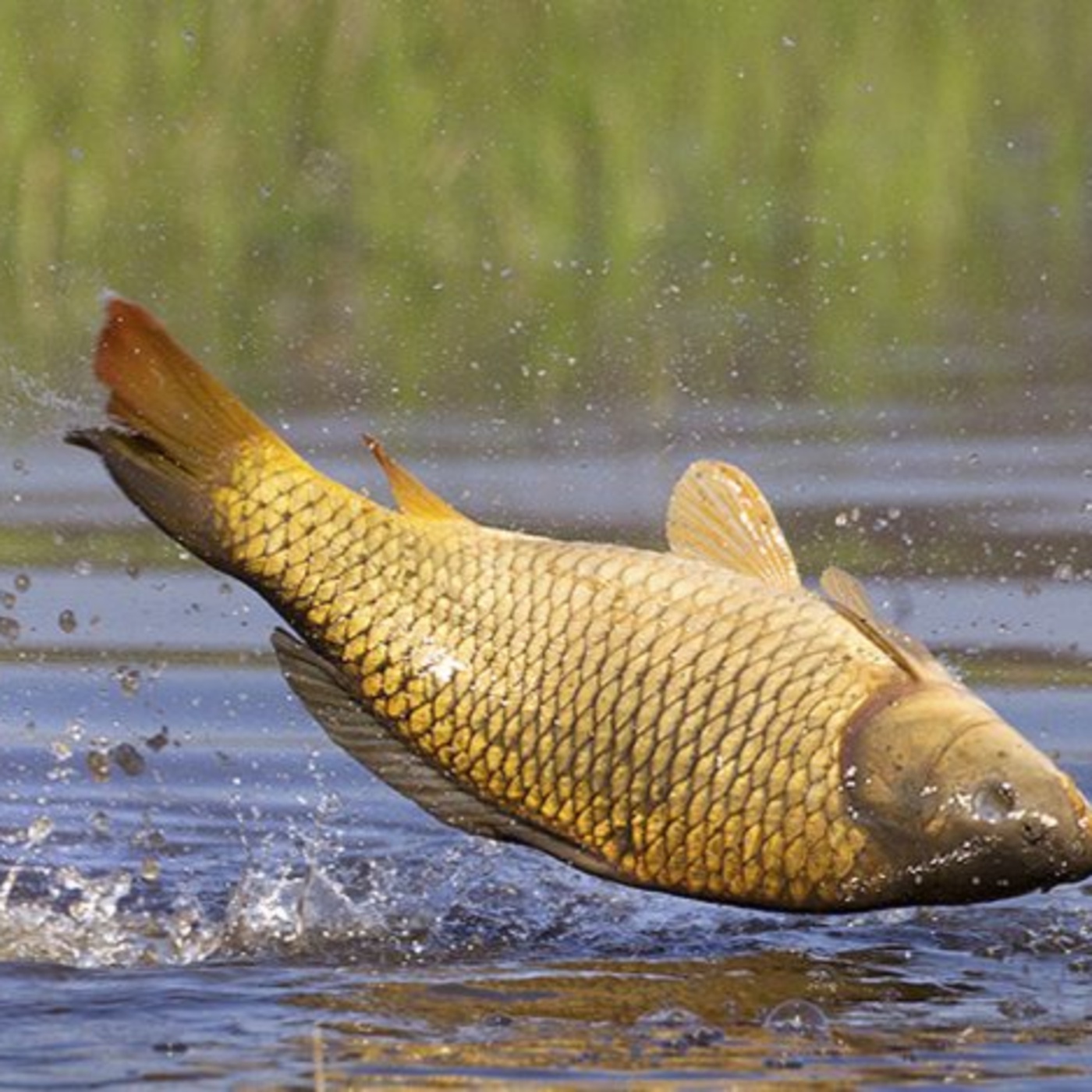 Zu Besuch beim Geraser Stiftskarpfen