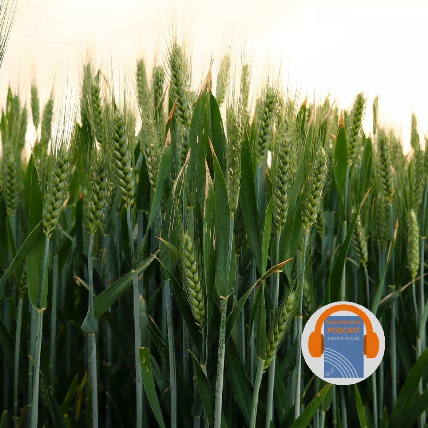 Korn, das in die Erde (EG 98)