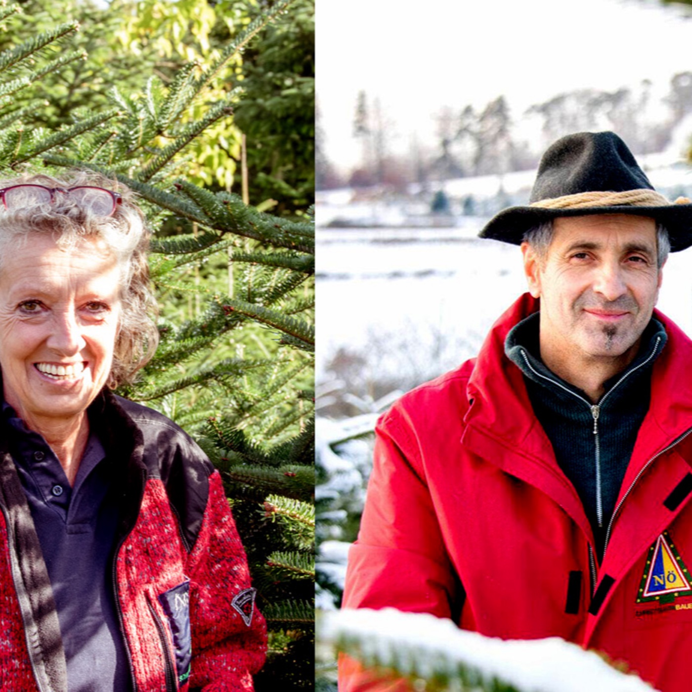 Wie geht`s dem Christbaum?