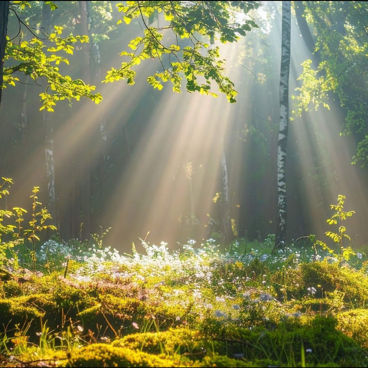 Verwurzelt & lebendig – Einführung in den Selbstlernkurs