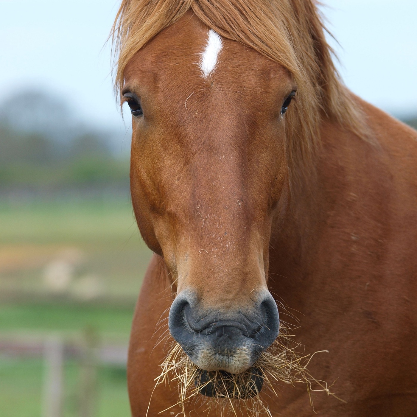 Alles was du über artgerechte Pferdefütterung wissen musst