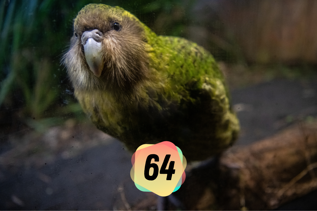 EP 64: Kakapos mit High-Tech-Rucksäcken, Zoos und plastikzersetzende Enzyme