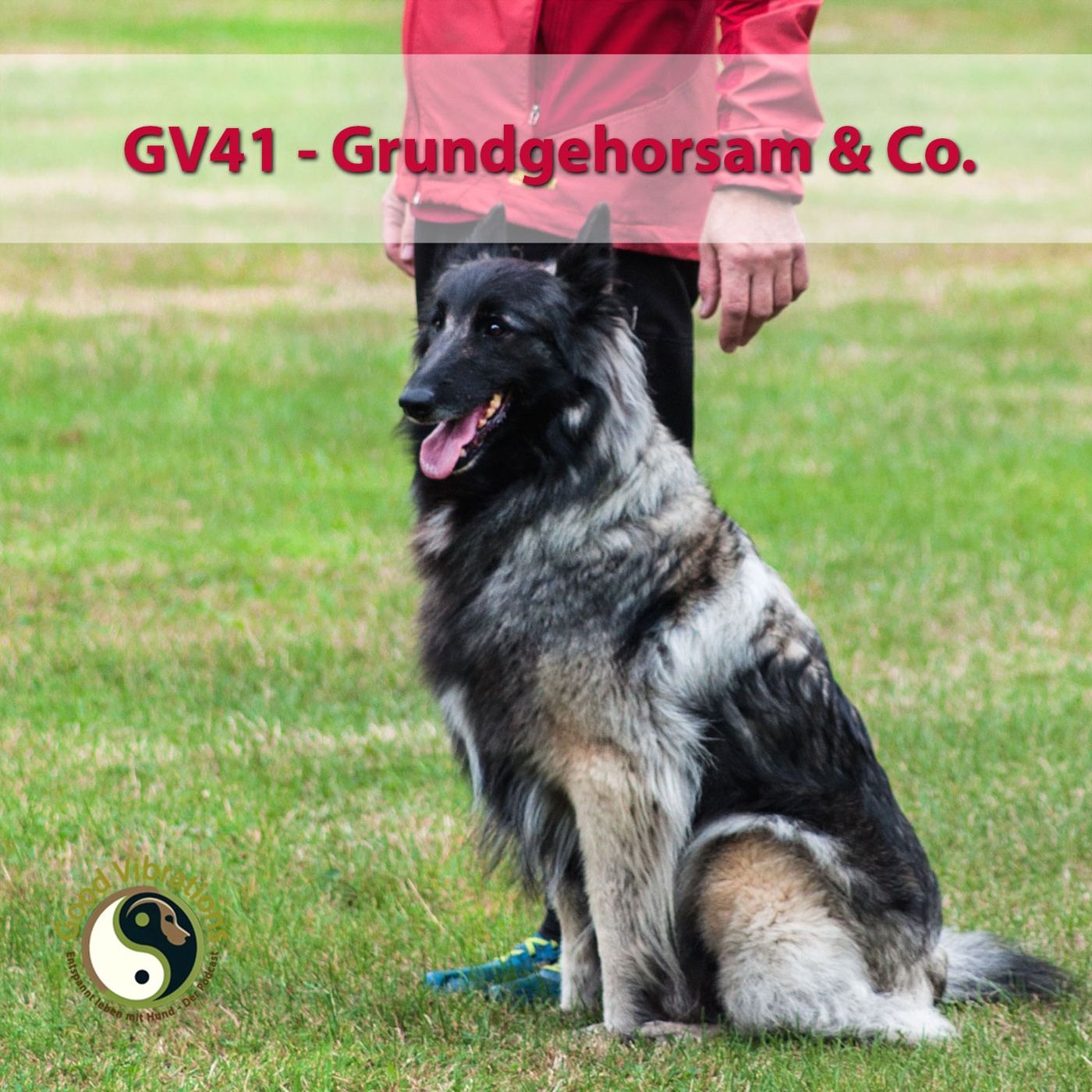 GV 41_Grundgehorsam