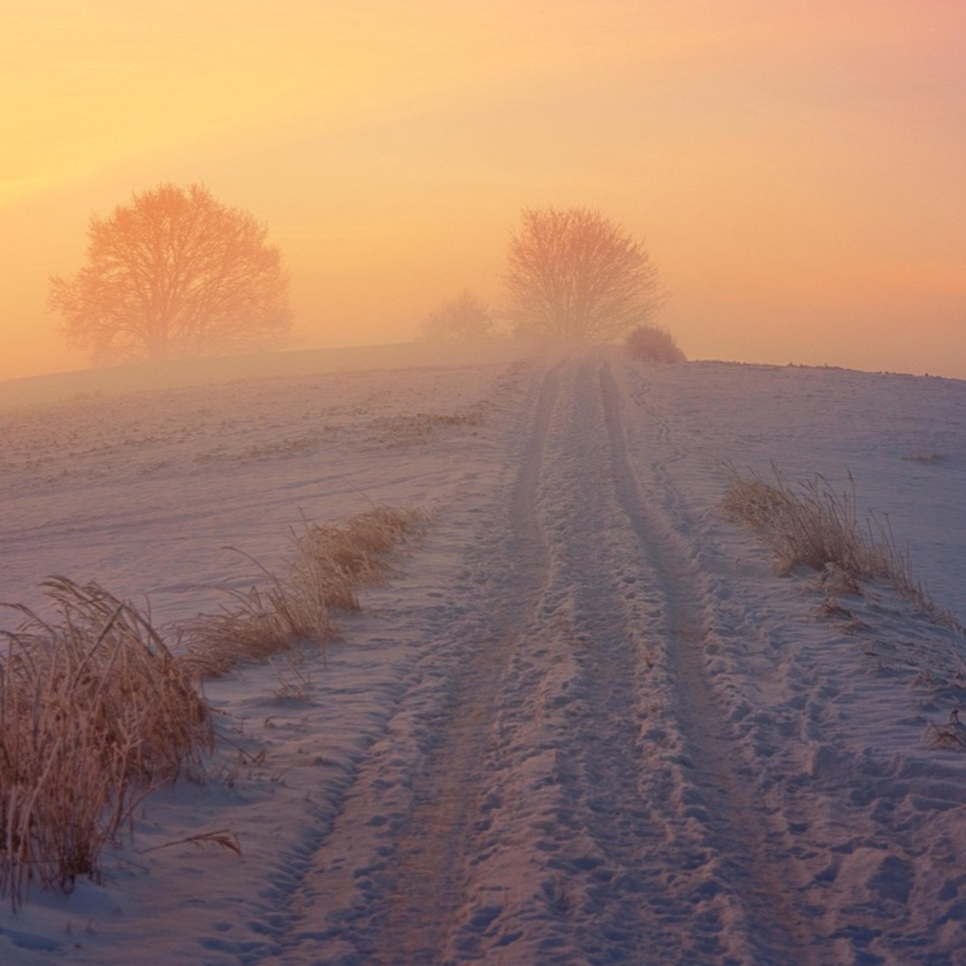 Adventkalender #19 Nicole Traxler