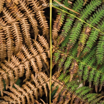 Wenn er darf, wie er will... - Gottes Geist in dir