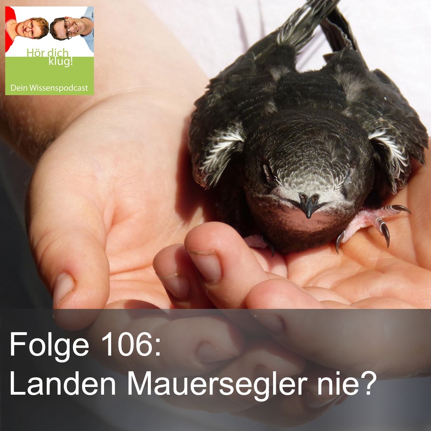 Landen Mauersegler nie?