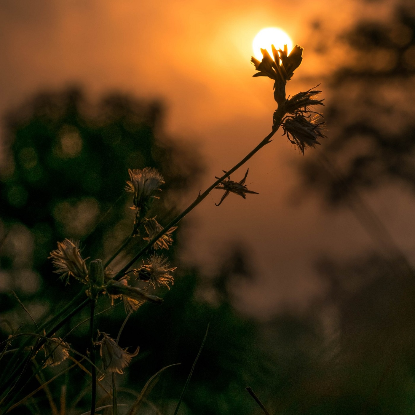 Gelobt sei deine Treu (EG.E 16)