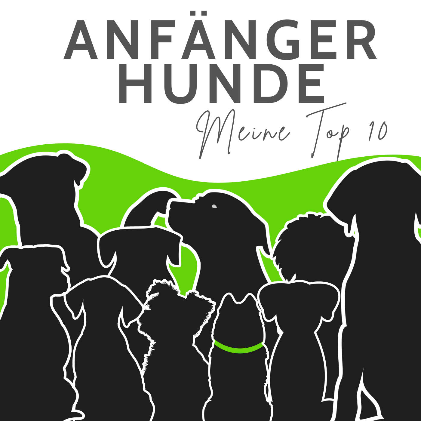 Anfängerhunde: Meine Top 10 für den ersten Hund