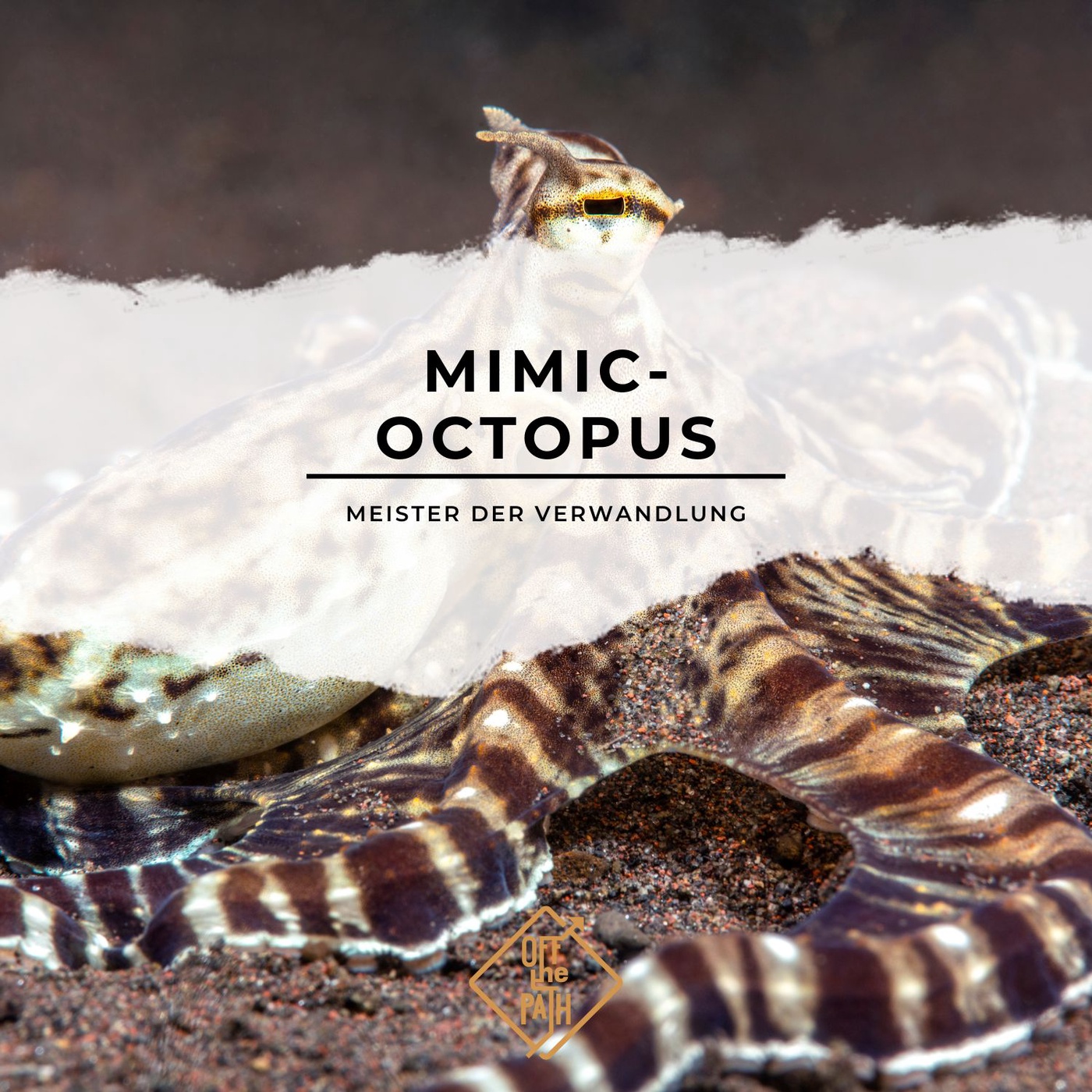 Meister der Verwandlung: Der Mimic-Octopus und seine faszinierende Fähigkeit zur Imitation