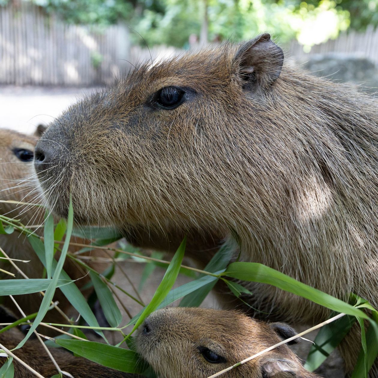 Fiete Freude Eierkuchen - FFE #6 Capybaras