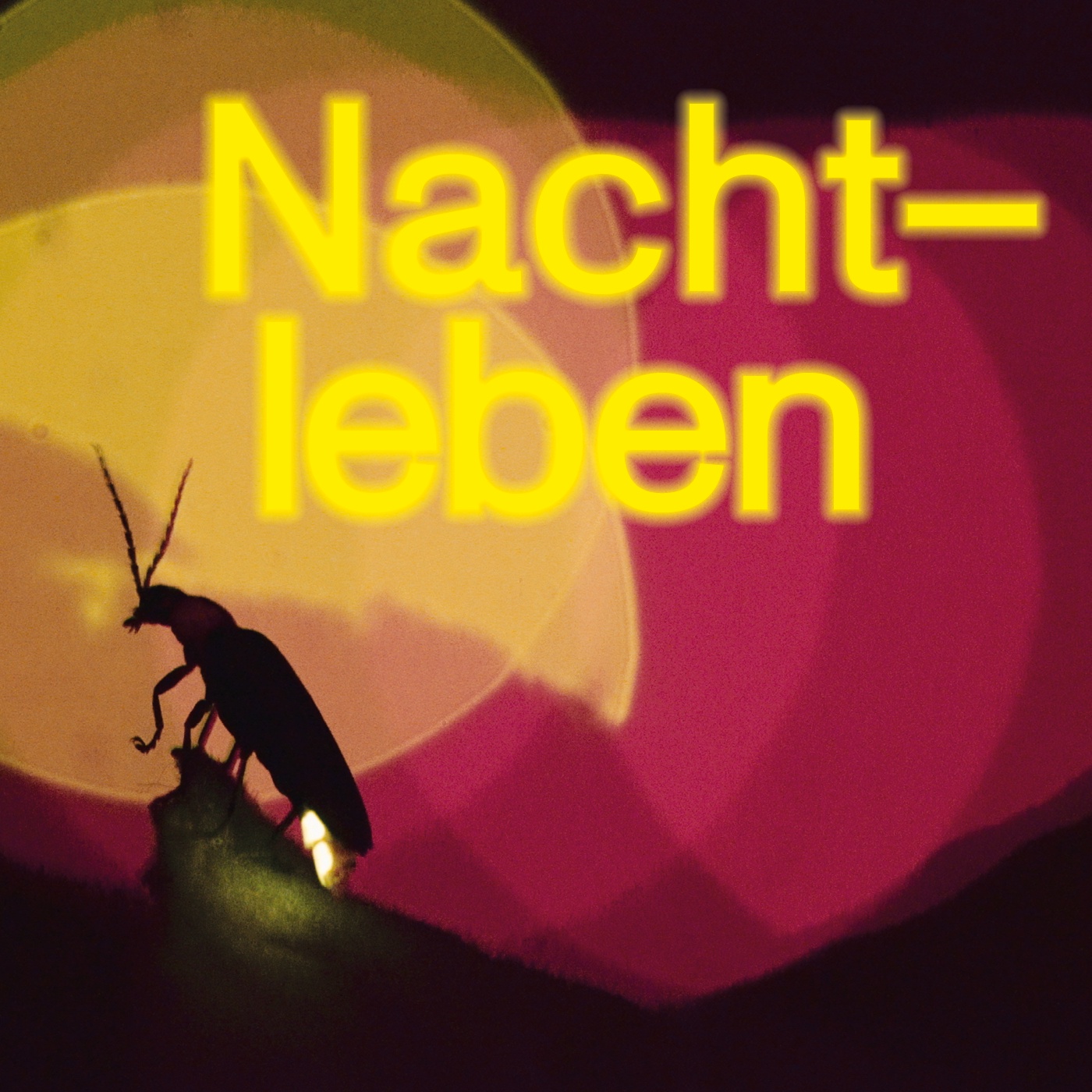 Nachtleben – Über die lebendige Nacht 
