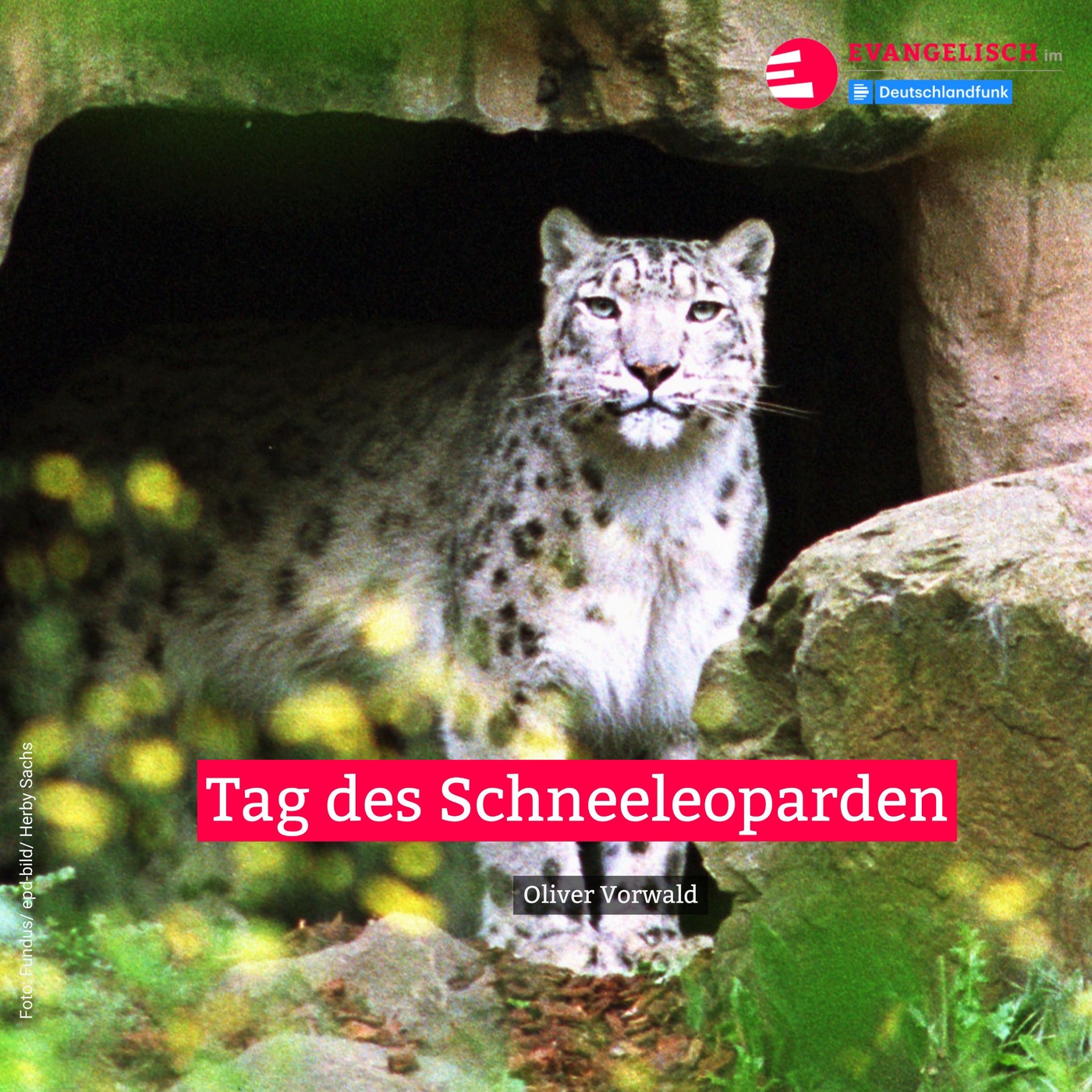 Tag des Schneeleoparden