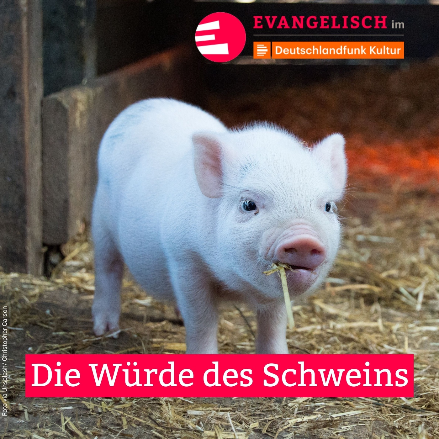 Die Würde des Schweins