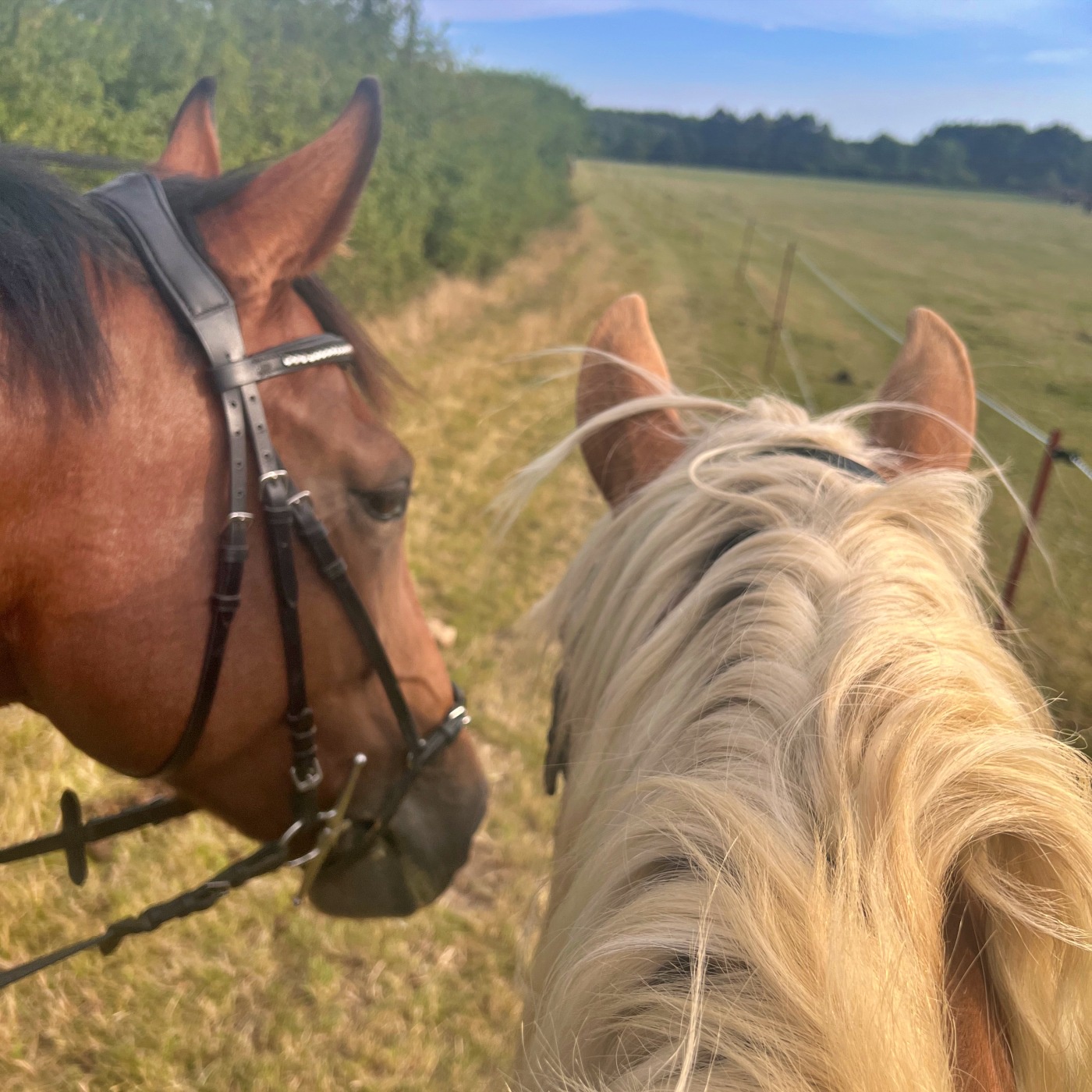 #475 Turnierfieber, Klex-Comeback & Haflinger-Weltrekord